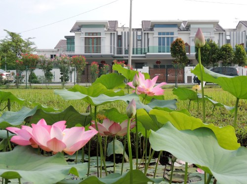 DSCN2257 (2).jpgnice