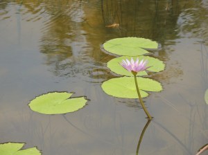 Dragonfly, water Lily and pond, a truly life sustainable ecosystem
