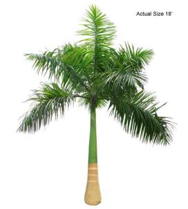 cuban-royal-palm-tree-roystonea-regia-30-01-b-realpalmtrees_com