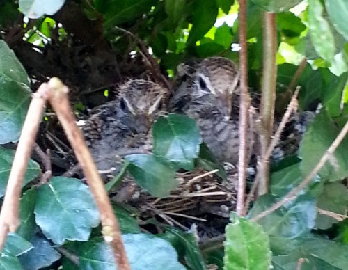 Last sighting before back to wilderness